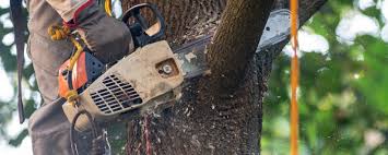 Best Tree Removal  in Silver Lakes, CA