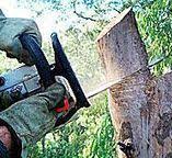 Best Tree and Shrub Care  in Silver Lakes, CA