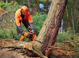 Best Leaf Removal  in Silver Lakes, CA