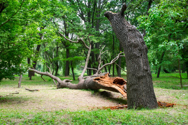 How Our Tree Care Process Works  in  Silver Lakes, CA