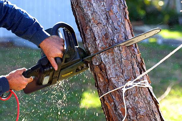 Best Tree Preservation Services  in Silver Lakes, CA