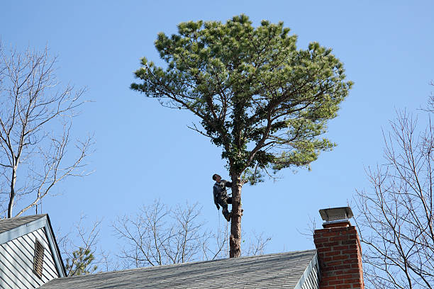 Trusted Silver Lakes, CA Tree Care Experts