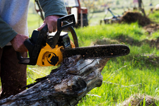 Best Fruit Tree Pruning  in Silver Lakes, CA